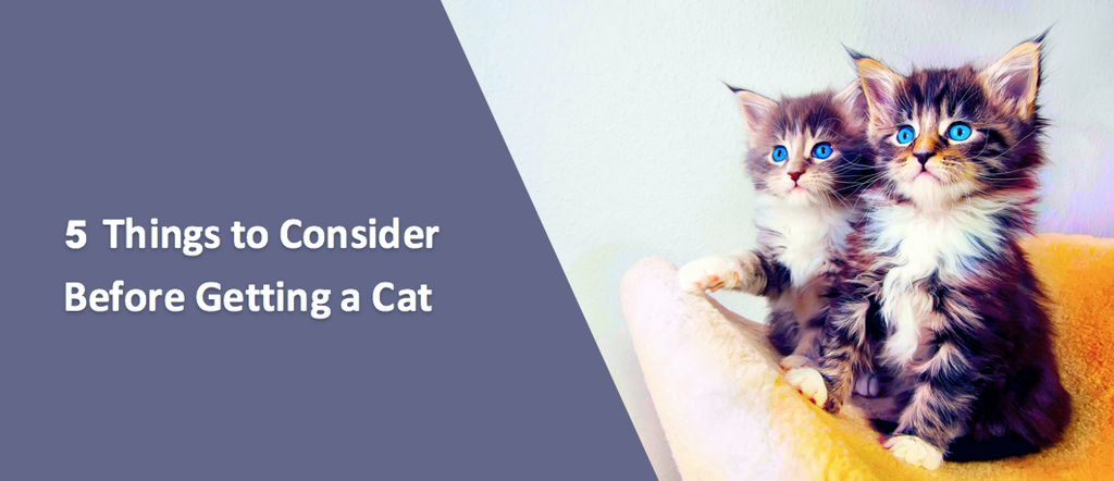 5 Things To Consider Before Getting A Cat